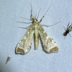 Sceliodes cordalis at Jerrabomberra, NSW - suppressed