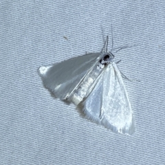 Scirpophaga (genus) (A Crambid moth) at Jerrabomberra, NSW - 19 Mar 2023 by SteveBorkowskis