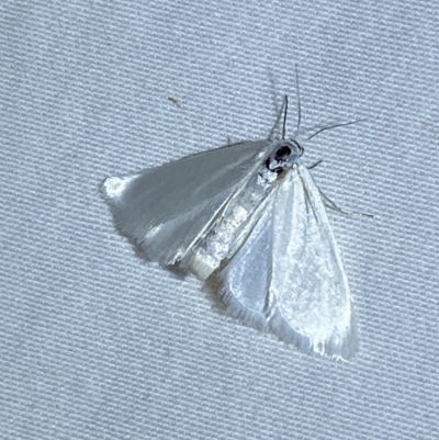 Scirpophaga (genus) (A Crambid moth) at QPRC LGA - 19 Mar 2023 by Steve_Bok