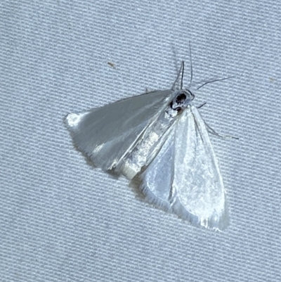 Scirpophaga (genus) (A Crambid moth) at Jerrabomberra, NSW - 19 Mar 2023 by SteveBorkowskis