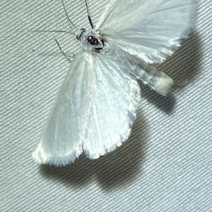 Scirpophaga (genus) at Jerrabomberra, NSW - 19 Mar 2023