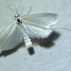 Scirpophaga (genus) at Jerrabomberra, NSW - 19 Mar 2023