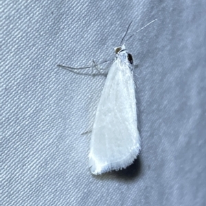 Scirpophaga (genus) at Jerrabomberra, NSW - 19 Mar 2023