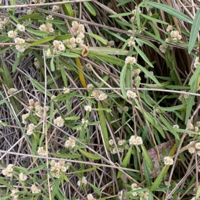 Alternanthera denticulata (Lesser Joyweed) at Molonglo Valley, ACT - 20 Mar 2023 by SteveBorkowskis