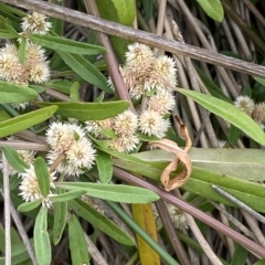 Alternanthera denticulata at Molonglo Valley, ACT - 20 Mar 2023 10:21 AM