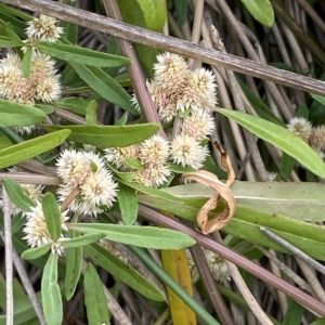 Alternanthera denticulata at Molonglo Valley, ACT - 20 Mar 2023