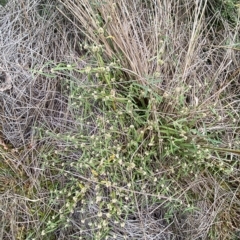 Alternanthera denticulata at Molonglo Valley, ACT - 20 Mar 2023