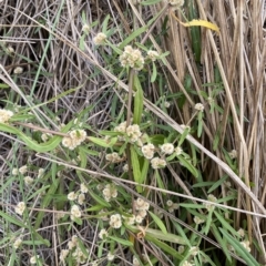 Alternanthera denticulata at Molonglo Valley, ACT - 20 Mar 2023 10:21 AM