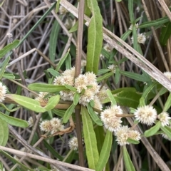 Alternanthera denticulata at Molonglo Valley, ACT - 20 Mar 2023 10:21 AM