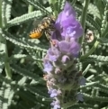 Megachile (Eutricharaea) serricauda at Dulwich Hill, NSW - 17 Mar 2023