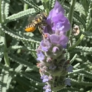 Megachile (Eutricharaea) serricauda at Dulwich Hill, NSW - suppressed