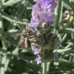 Megachile (Eutricharaea) serricauda at Dulwich Hill, NSW - suppressed