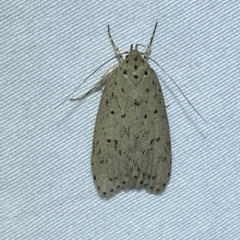 Garrha (genus) (A concealer moth) at QPRC LGA - 20 Mar 2023 by Steve_Bok