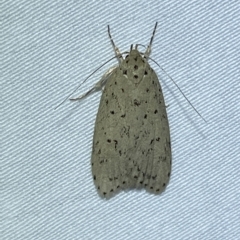 Garrha (genus) (A concealer moth) at Jerrabomberra, NSW - 20 Mar 2023 by Steve_Bok