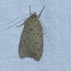 Garrha (genus) at Jerrabomberra, NSW - 20 Mar 2023