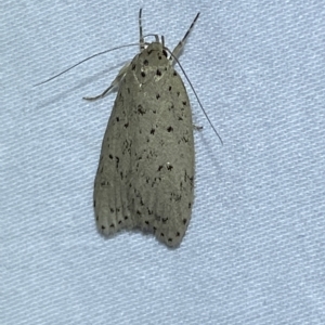 Garrha (genus) at Jerrabomberra, NSW - 20 Mar 2023