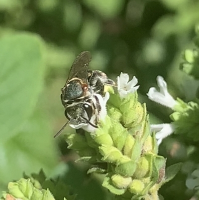 Lipotriches (Austronomia) phanerura (Halictid Bee) at Dulwich Hill, NSW - 18 Mar 2023 by JudeWright