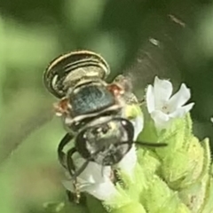Lipotriches (Austronomia) phanerura at Dulwich Hill, NSW - suppressed