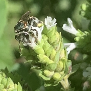 Lipotriches (Austronomia) phanerura at Dulwich Hill, NSW - suppressed