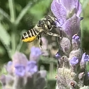 Megachile (Eutricharaea) serricauda at Dulwich Hill, NSW - suppressed