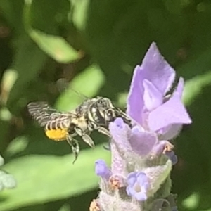 Megachile (Eutricharaea) serricauda at Dulwich Hill, NSW - suppressed