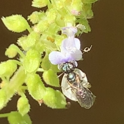 Lasioglossum (Homalictus) sphecodoides (Furrow Bee) at Dulwich Hill, NSW - 18 Mar 2023 by JudeWright