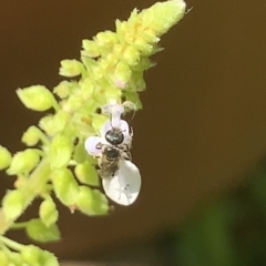 Lasioglossum (Homalictus) sphecodoides at Dulwich Hill, NSW - suppressed