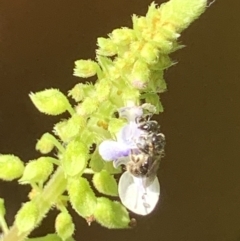 Lasioglossum (Homalictus) sphecodoides at Dulwich Hill, NSW - suppressed