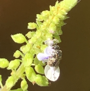 Lasioglossum (Homalictus) sphecodoides at Dulwich Hill, NSW - suppressed