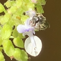 Lasioglossum (Homalictus) sphecodoides at Dulwich Hill, NSW - suppressed
