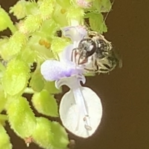 Lasioglossum (Homalictus) sphecodoides at Dulwich Hill, NSW - suppressed