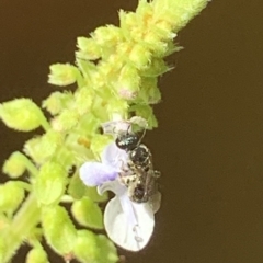 Lasioglossum (Homalictus) sphecodoides at Dulwich Hill, NSW - suppressed