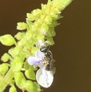Lasioglossum (Homalictus) sphecodoides at Dulwich Hill, NSW - suppressed