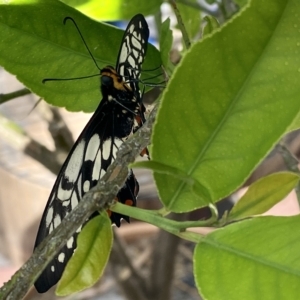 Papilio anactus at Belconnen, ACT - 12 Mar 2023