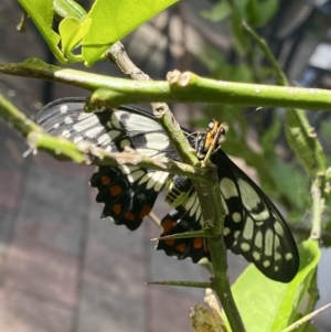 Papilio anactus at Belconnen, ACT - 12 Mar 2023