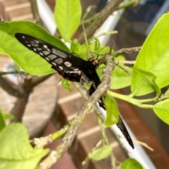 Papilio anactus at Belconnen, ACT - 12 Mar 2023