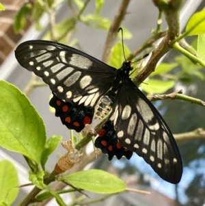 Papilio anactus at Belconnen, ACT - 12 Mar 2023