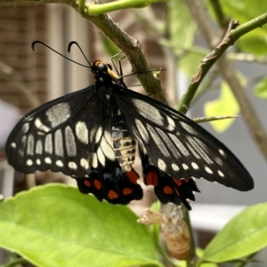 Papilio anactus at Belconnen, ACT - 12 Mar 2023