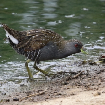 Porzana fluminea (Australian Spotted Crake) at Holt, ACT - 20 Mar 2023 by RodDeb