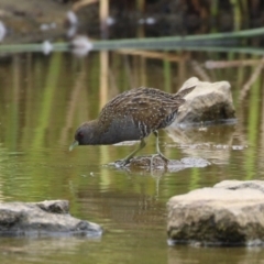 Porzana fluminea at Holt, ACT - 20 Mar 2023