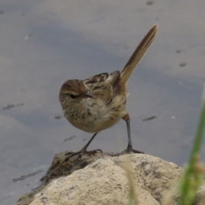 Poodytes gramineus at Holt, ACT - 20 Mar 2023