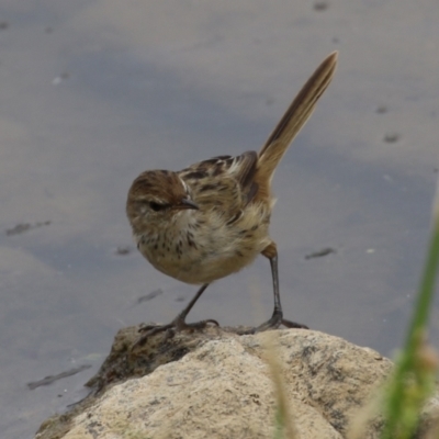 Poodytes gramineus (Little Grassbird) at Holt, ACT - 20 Mar 2023 by RodDeb