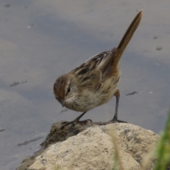 Poodytes gramineus at Holt, ACT - 20 Mar 2023