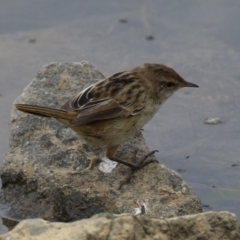 Poodytes gramineus at Holt, ACT - 20 Mar 2023