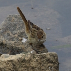 Poodytes gramineus at Holt, ACT - 20 Mar 2023