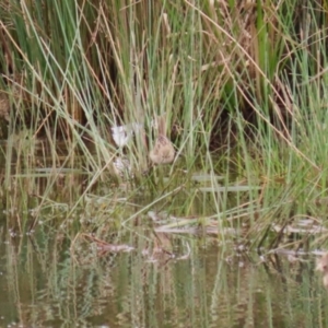 Poodytes gramineus at Holt, ACT - 20 Mar 2023