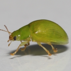 Paropsides calypso (Lilly Pilly Leaf Beetle) at Wellington Point, QLD - 19 Mar 2023 by TimL
