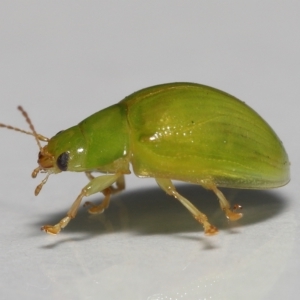 Paropsides calypso at Wellington Point, QLD - suppressed