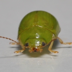 Paropsides calypso at Wellington Point, QLD - suppressed