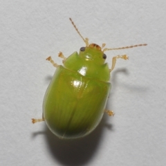 Paropsides calypso at Wellington Point, QLD - suppressed